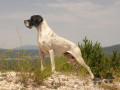 Pedigree USSAR DE THELEME Pedigree USSAR DE THELEME